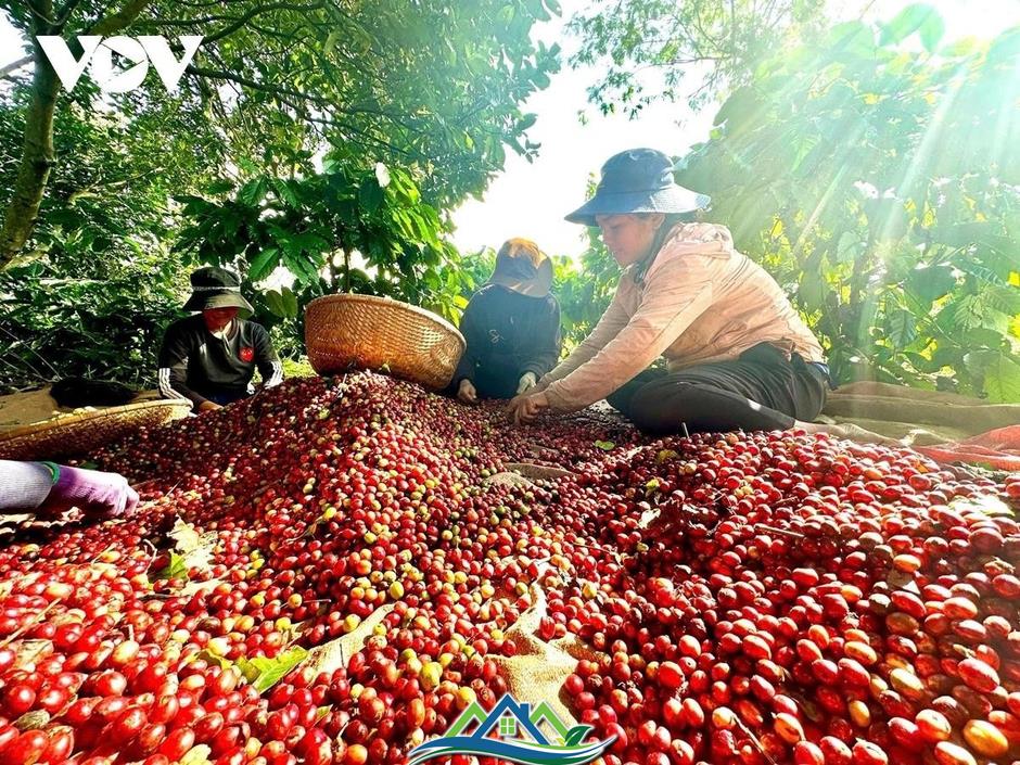 Cần cơ chế tháo gỡ cho các doanh nghiệp nông lâm ở các địa bàn khó khăn Cần cơ chế tháo gỡ cho các doanh nghiệp nông lâm ở các địa bàn khó khăn