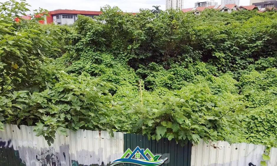 Dự án tháp tài chính gần 4.000 tỷ đồng ở Hà Nội 'hoá rừng' sau 20 năm ôm đất lãng phí Dự án tháp tài chính gần 4.000 tỷ đồng ở Hà Nội 'hoá rừng' sau 20 năm ôm đất lãng phí