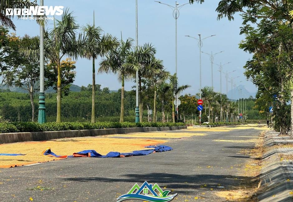 Đường hơn 34 tỷ nối Quốc lộ 1A ra giữa đồng, làm xong chỉ để phơi nông sản Đường hơn 34 tỷ nối Quốc lộ 1A ra giữa đồng, làm xong chỉ để phơi nông sản