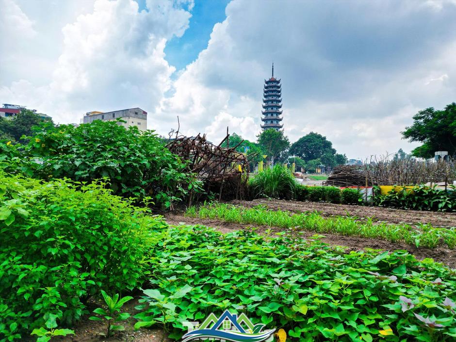 Hiện trạng sông Tô Lịch trước khi hóa công viên xanh