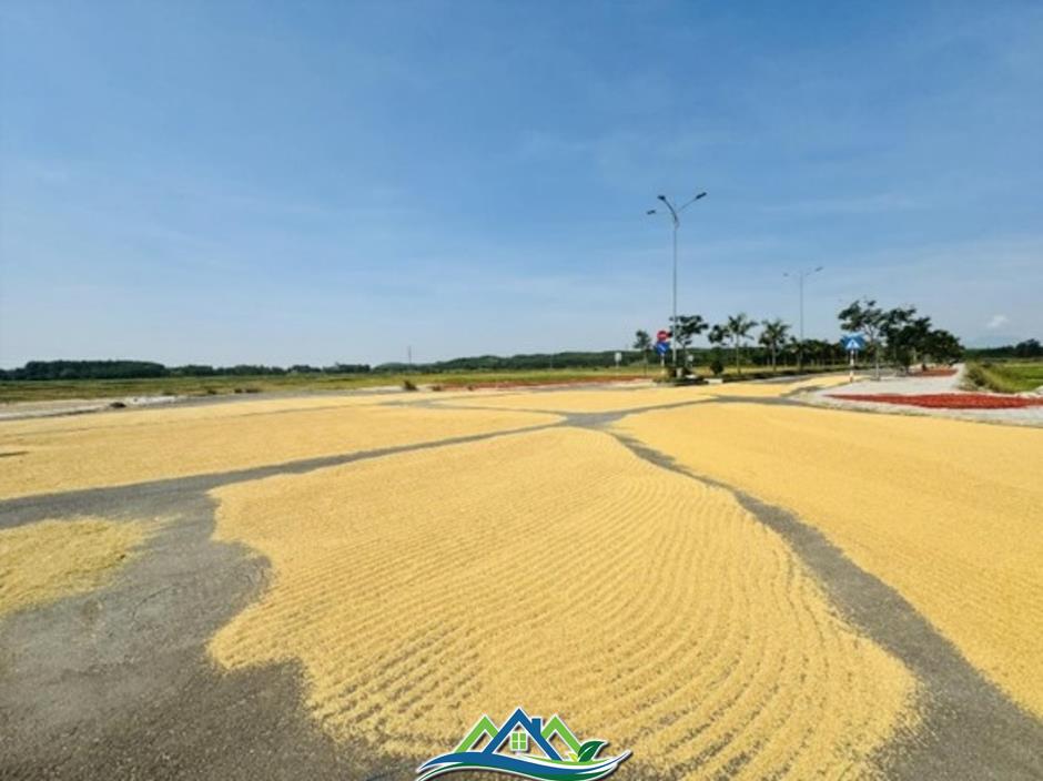 Làm đường tiền tỷ chỉ để… phơi lúa? Làm đường tiền tỷ chỉ để… phơi lúa?