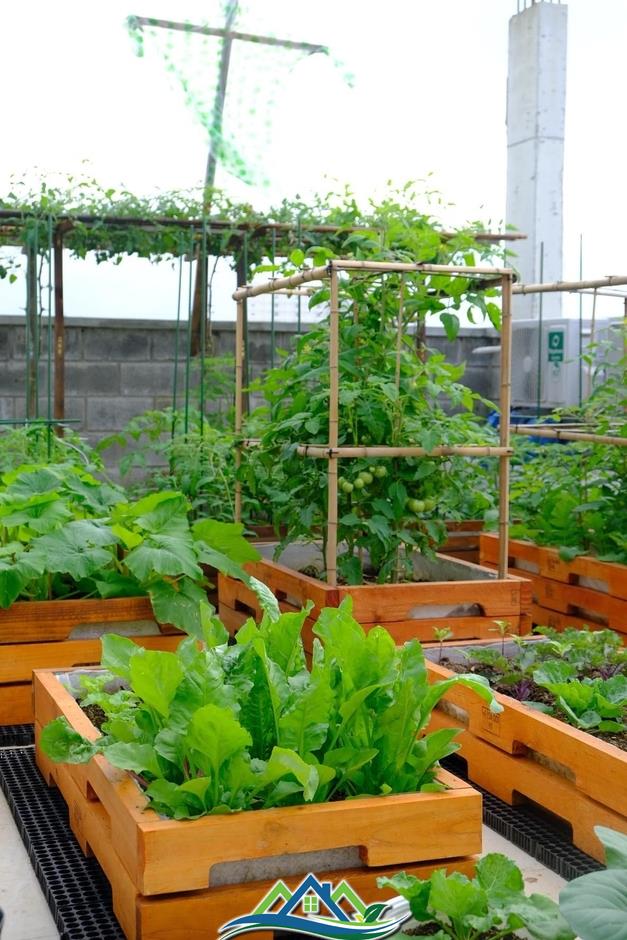 Mê mẩn khu vườn sân thượng đẹp 'như vẽ bằng AI' của mẹ đảm Đà Nẵng Mê mẩn khu vườn sân thượng đẹp 'như vẽ bằng AI' của mẹ đảm Đà Nẵng