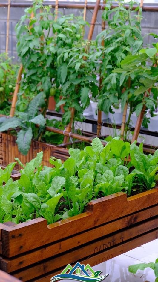 Mê mẩn khu vườn sân thượng đẹp 'như vẽ bằng AI' của mẹ đảm Đà Nẵng Mê mẩn khu vườn sân thượng đẹp 'như vẽ bằng AI' của mẹ đảm Đà Nẵng