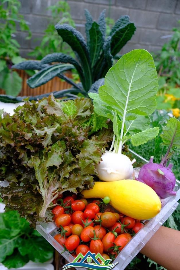 Mê mẩn khu vườn sân thượng đẹp 'như vẽ bằng AI' của mẹ đảm Đà Nẵng Mê mẩn khu vườn sân thượng đẹp 'như vẽ bằng AI' của mẹ đảm Đà Nẵng
