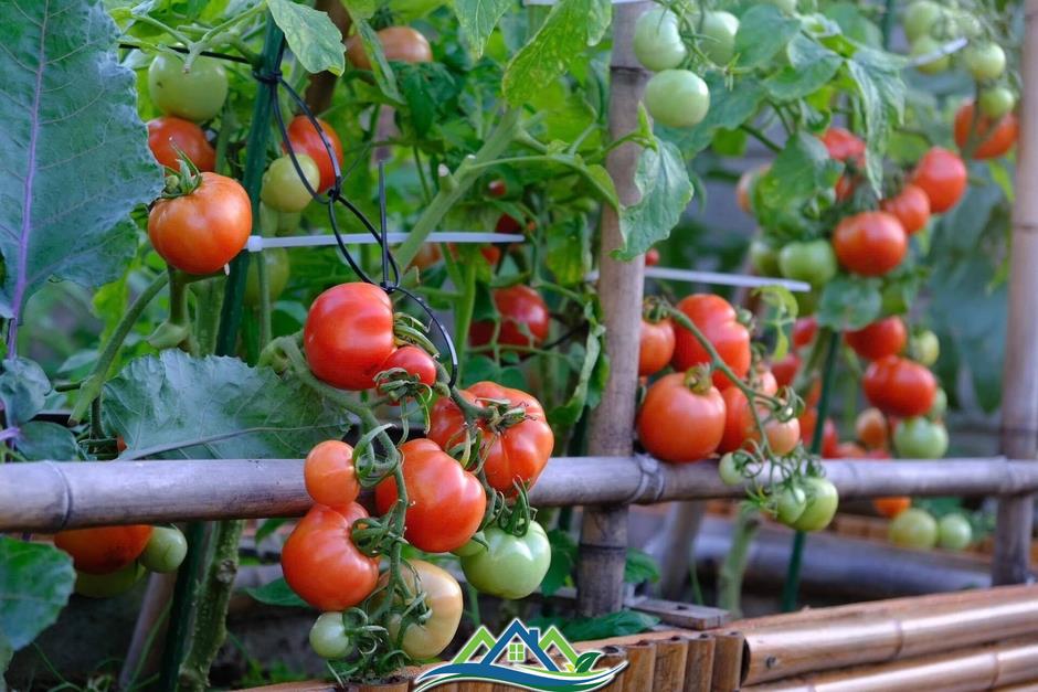 Mê mẩn khu vườn sân thượng đẹp 'như vẽ bằng AI' của mẹ đảm Đà Nẵng Mê mẩn khu vườn sân thượng đẹp 'như vẽ bằng AI' của mẹ đảm Đà Nẵng