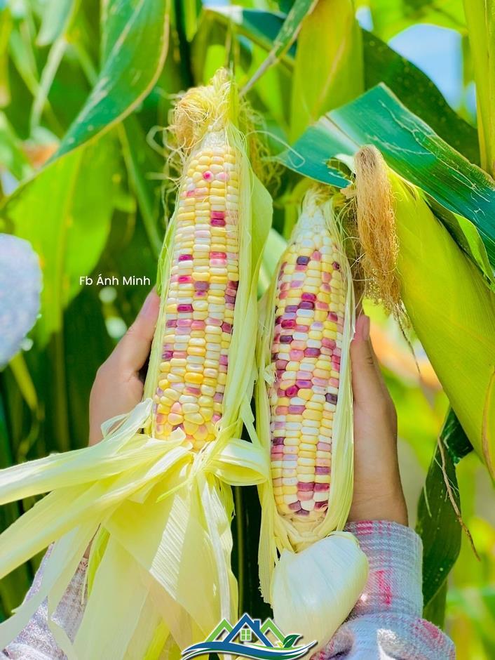 Mê mẩn khu vườn sân thượng đẹp 'như vẽ bằng AI' của mẹ đảm Đà Nẵng Mê mẩn khu vườn sân thượng đẹp 'như vẽ bằng AI' của mẹ đảm Đà Nẵng