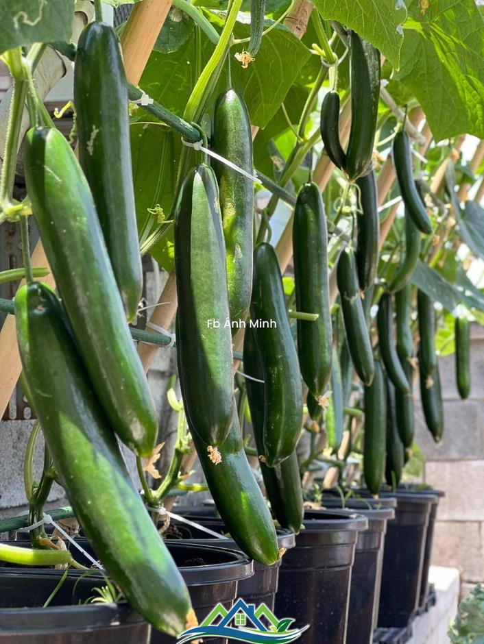 Mê mẩn khu vườn sân thượng đẹp 'như vẽ bằng AI' của mẹ đảm Đà Nẵng Mê mẩn khu vườn sân thượng đẹp 'như vẽ bằng AI' của mẹ đảm Đà Nẵng