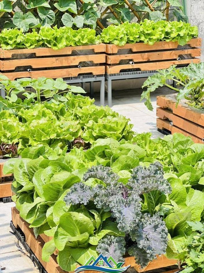 Mê mẩn khu vườn sân thượng đẹp 'như vẽ bằng AI' của mẹ đảm Đà Nẵng Mê mẩn khu vườn sân thượng đẹp 'như vẽ bằng AI' của mẹ đảm Đà Nẵng