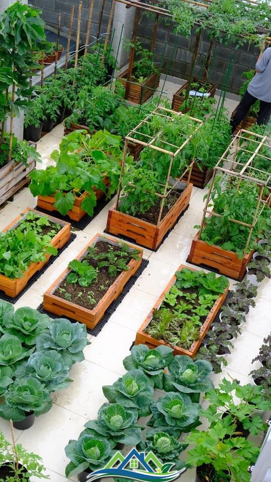 Mê mẩn khu vườn sân thượng đẹp 'như vẽ bằng AI' của mẹ đảm Đà Nẵng Mê mẩn khu vườn sân thượng đẹp 'như vẽ bằng AI' của mẹ đảm Đà Nẵng