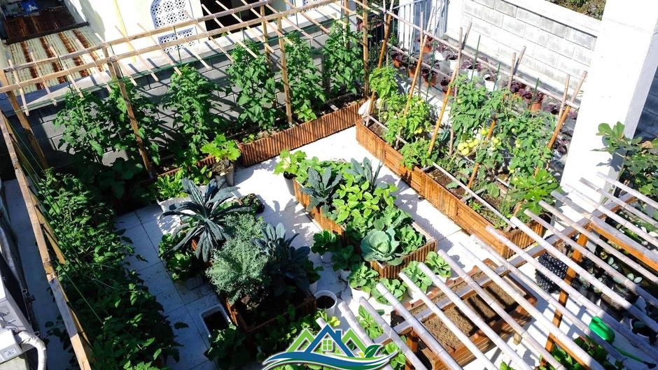 Mê mẩn khu vườn sân thượng đẹp 'như vẽ bằng AI' của mẹ đảm Đà Nẵng Mê mẩn khu vườn sân thượng đẹp 'như vẽ bằng AI' của mẹ đảm Đà Nẵng