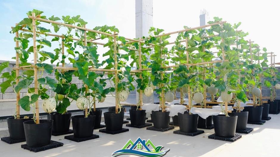 Mê mẩn khu vườn sân thượng đẹp 'như vẽ bằng AI' của mẹ đảm Đà Nẵng Mê mẩn khu vườn sân thượng đẹp 'như vẽ bằng AI' của mẹ đảm Đà Nẵng