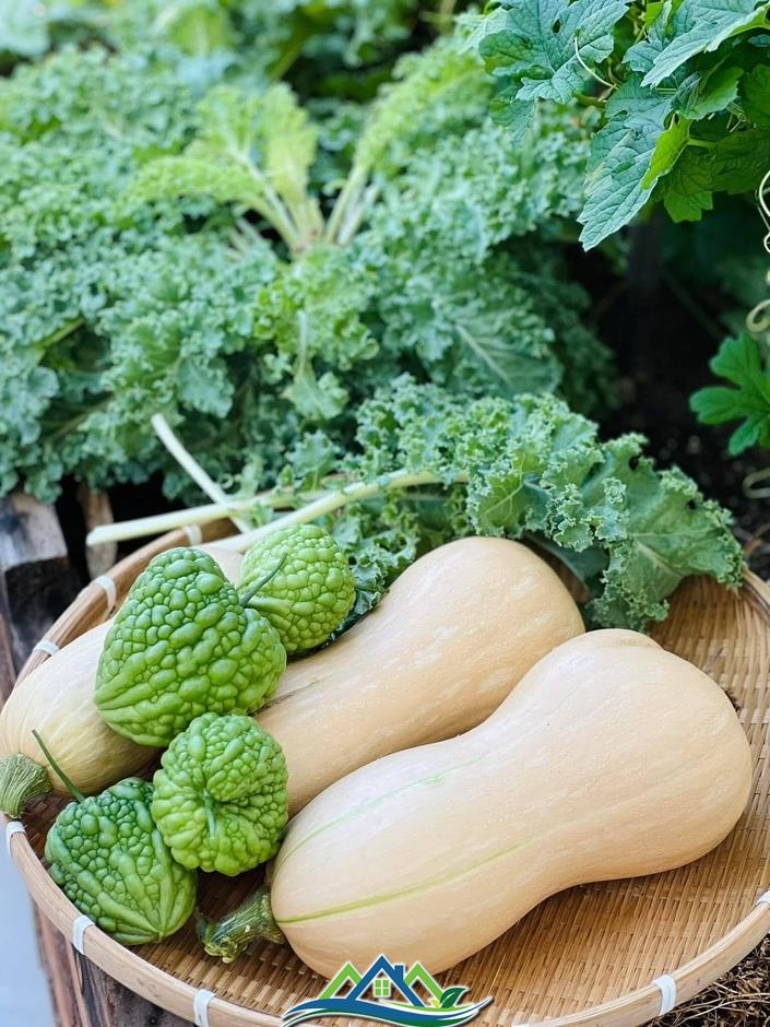 Mê mẩn khu vườn sân thượng đẹp 'như vẽ bằng AI' của mẹ đảm Đà Nẵng Mê mẩn khu vườn sân thượng đẹp 'như vẽ bằng AI' của mẹ đảm Đà Nẵng