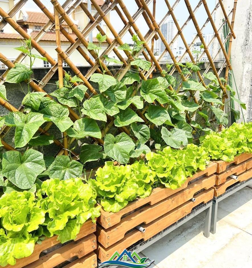 Mê mẩn khu vườn sân thượng đẹp 'như vẽ bằng AI' của mẹ đảm Đà Nẵng Mê mẩn khu vườn sân thượng đẹp 'như vẽ bằng AI' của mẹ đảm Đà Nẵng