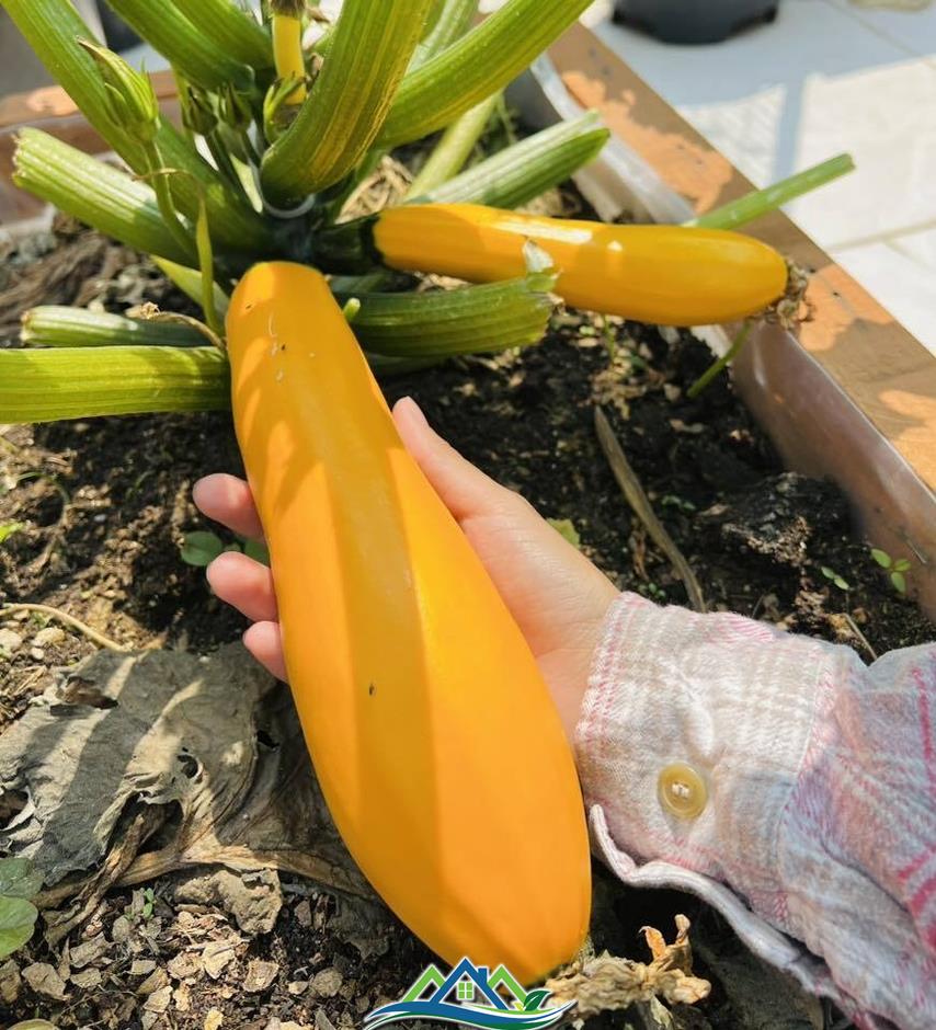 Mê mẩn khu vườn sân thượng đẹp 'như vẽ bằng AI' của mẹ đảm Đà Nẵng Mê mẩn khu vườn sân thượng đẹp 'như vẽ bằng AI' của mẹ đảm Đà Nẵng