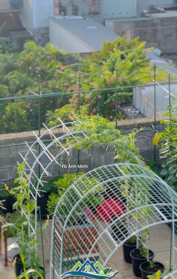Mê mẩn khu vườn sân thượng đẹp 'như vẽ bằng AI' của mẹ đảm Đà Nẵng Mê mẩn khu vườn sân thượng đẹp 'như vẽ bằng AI' của mẹ đảm Đà Nẵng