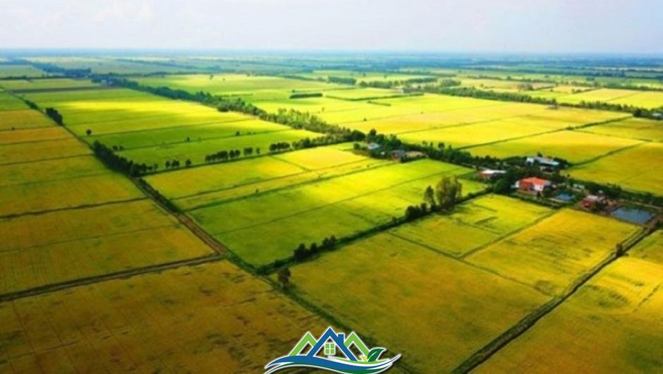 Nhà đầu tư lùng mua đất nông nghiệp, chờ thời tăng giá Nhà đầu tư lùng mua đất nông nghiệp, chờ thời tăng giá